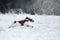 dog in the snow. Springer spaniel outdoors in winter