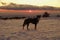 Dog on the snow at the sunset in Etna Park