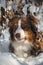 Dog in a snowy forest. Pet in the winter nature. Brown Australian shepherd portrait. Aussie red tricolor lies outside