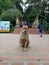 dog at soi thep temple