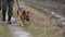 Dog and a soldier are patrolling the border