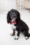 Dog spaniel in a red bow tie in the interior of the light room. Pet is three years old. Red checkered necktie. best and