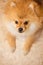 Dog spitz orange. Small dog breeds.