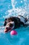 Dog Splashes While Retrieving Ball In Pool