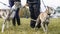 Dog sport. Two whippets who won the competition for coursing, running for a mechanical hare. Animal sport concept