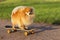 dog and sports. Cool Pomeranian spitz riding in skateboard. creative pet.