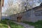 Dog in spring cherry blossom,German shepherd guarding yard near fence house