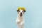 Dog spring. Funny happy jack russell standing hind two legs. Isolated on blue colored background