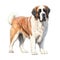Dog_St_Bernard_Serenity_Watercolor6