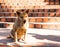 A dog stairs sitting on an orange stone stairs