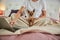 Dog standing on a bedcover while its owner using laptop