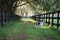 Dog standing by fence