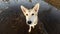 Dog standing on frozen puddle and looking at camera