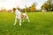 Dog standing on green grass