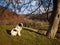 Dog standing guard over the valley