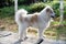 The dog standing and looking something,show detail and shape of younger dog,in a park,