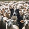 Dog is standing in the middle of a herd of sheep