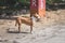 Dog standing near road in Guatemala