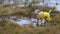 The dog is standing in a puddle. Jack Russell Terrier in a yellow raincoat catches a black rubber ring. Wet and dirty