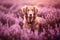 Dog standing in purple heather flower field