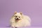 a dog standing on a purple surface in front of a light background