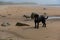 a dog standing on a sandy beach near rocks and water