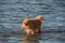 Dog Standing in Shallow Water with Tongue Out