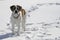 Dog Standing in Snow