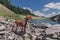 Dog Standing on Stones by Mountain River