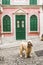 A dog standing in the street in the Old Town. A dog on a walk in the streets of the old town for a seething. Macau China
