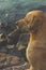 Dog standing watching ocean view on the beach, thinking about life