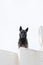 Dog standing on white building Morocco