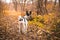 Dog stands in atmospheric orange forest, full length basenji