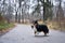 Dog stands on the autumn road