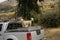 dog stands back pickup truck moving  road