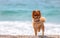 A dog stands on the beach. Puppy of the Pomeranian Spitz. Pomeranian dog grooming with short hair