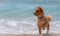 A dog stands on the beach. Puppy of the Pomeranian Spitz. Pomeranian dog grooming with short hair