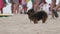 dog stands on the beach then follows the owner