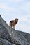 Dog stands on gray mountain terrain and looks into distance. German shepherd of black and red color of breeding show stands on