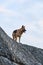 Dog stands on gray mountain terrain and looks into distance. German shepherd of black and red color of breeding show stands on