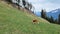 dog stands on the green grass in the mountains. dog red with white spots.Walking with a dog in the mountains.