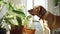 A dog stands next to houseplants