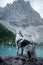 Dog stands on a stone on a blue lake in the mountains. Australian shepherd in nature. Pet Travel