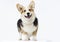 dog stands Welsh Corgi breed in full growth