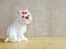 Dog statue ceramic with space copy on wooden background