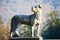 Dog statue at Peles castle