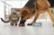 Dog stealing food from cat`s bowl on floor indoors