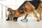 Dog stealing food from cat`s bowl on floor indoors