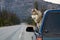 Dog sticking Head out of Truck