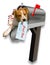 Dog sticking out of mailbox.